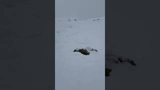 Large Avalanche on Scotch Bonnet  Cooke City  18 February 2024 [upl. by Labana]