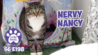 Nervy Nancy  S6 E198  Rescued Cats Introducing Cats Lucky Ferals Cat Vlog [upl. by Hecker]