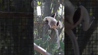 Coquerels sifaka lemur climbing down amp doing one leap on the ground at Houston Zoo [upl. by Ahsiret]