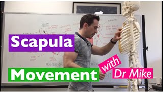 Scapula Movement  Functional Anatomy [upl. by Kilk]