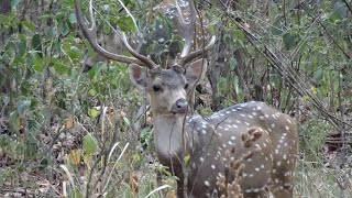 safari in tiger reserve manguraha valmiki tiger park forest [upl. by Ahtiekal827]