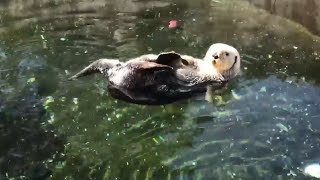 Day in the Life of a Mammalogist at Oregon Coast Aquarium [upl. by Gresham861]