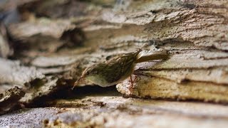 Shorttoed Treecreeper Certhia brachydactyla  Gartenbaumläufer [upl. by Arrat]