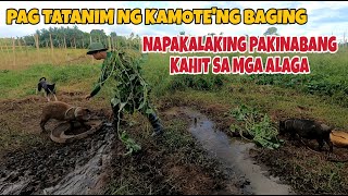 MAPAPAKINABANGAN PA ANG MGA BAGING PAKAIN SA BABOY [upl. by Gareth]