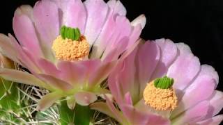 The flowers of Echinocereus xroetteri [upl. by Monti246]