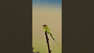 Merops Green Bee Eater birds wildlife photography [upl. by Oleta]