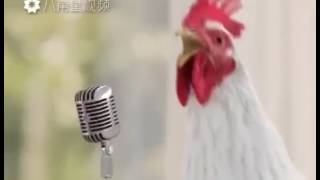 Des poules qui chante [upl. by Arrait]