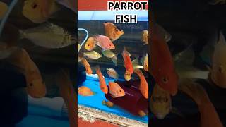 PARROT FISHparrotfishparrotfishtankaquariumaquariumfishgoldfishworldfishtankfishspeciespet [upl. by Reisinger]