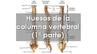 Anatomía del APARATO LOCOMOTOR 🦴 Columna vertebral Parte 1 [upl. by Llebanna]