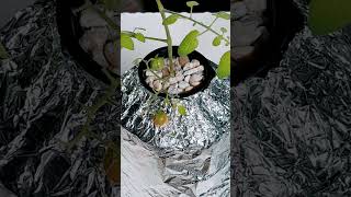 ✅Worlds Cheapest Hydroponic System  DIY IN MINUTES [upl. by Aidin]