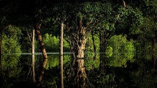 The Amazon Rainforests Incredibly Unique Environment  Equator [upl. by Nahsad522]