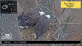 Nest CheckIn Watch For Highlights From These Eagle Nests  Coming Soon [upl. by Arhat]