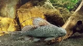 Synodontis Eupterus aka African Featherfin Squeaker Catfish [upl. by Kamila]