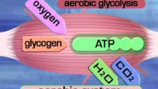 Aerobic System Aerobic glycolysiswmv [upl. by Ggerg]