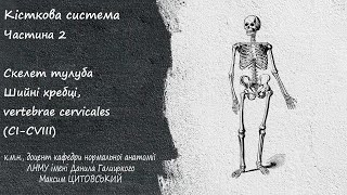 ОстеологіяЧастина 2Скелет тулубаШийні хребці vertebrae cervicales CICVIII [upl. by Borlase719]