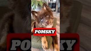 Pomsky Cuteness Overload Watch This Adorable Husky  Pomsky 101 The Cutest Designer Dog Explained [upl. by Ahtnammas]