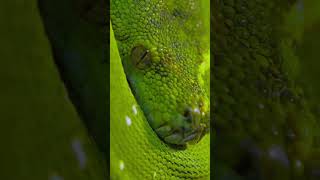 चंदन के पेड़ पर क्यों रहते हैं सांप Snake wildlife [upl. by Lednar]