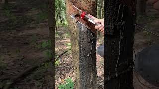 rubber tree tapping process😇rubberfarming satisfying rubberwood rubber rubberising woodworking [upl. by Kasey]