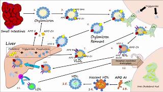 Lipid amp Lipoprotein Processing Part 3  Formation of LDL and HDL [upl. by Coleen]