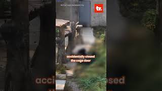 Panda Attacks Zoo Keeper in China panda china shorts youtubeshorts ytshorts viralvideo [upl. by Shannon]