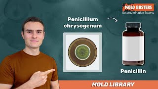 🦠 Penicillium chrysogenum  📚Mold Library  Mold Busters [upl. by Atoked]