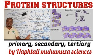 Biochemistry Structures of Proteins  primary  secondary Explained [upl. by Georgeanne]