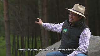 Comisión Nacional Forestal Plantaciones de árboles de Navidad en Bosque Esmeralda [upl. by Otreblide]