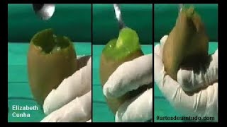 Como comer um kiwi do jeito certo  comida simples artesdeumtudo [upl. by Branscum571]