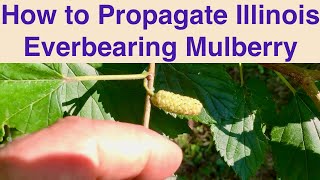 How to Propagate Illinois Everbearing Mulberry [upl. by Tien767]