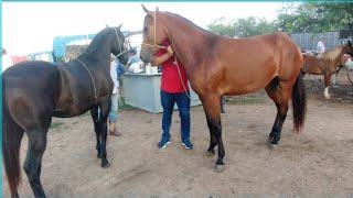 🐎 Melhor Feira de Cavalo é em Caruaru PE 050324 dó Nordeste Brasileiro [upl. by Scotty]