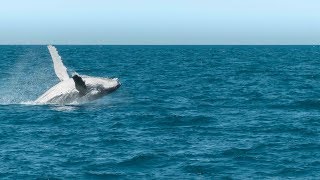 WHALE WATCHING in Hervey Bay Australia [upl. by Aan]