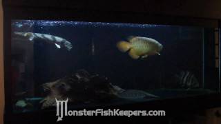 ezmans Monster Tank  MonsterFishKeeperscom  HD Quality [upl. by Macnair650]