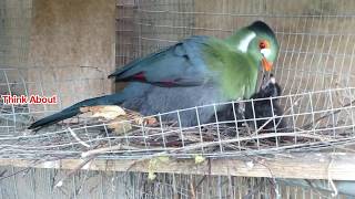 White Cheeked Turaco feeding its chicks [upl. by Benildis522]