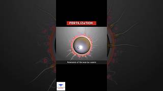 Fertilization  Egg 🥚 meets the Sperm 🪱 [upl. by Victoria770]