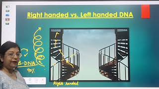 What are righthanded DNA and lefthanded DNAClass 12 CBSE ISC NEET CUET ‎Bgg2kr [upl. by Ford81]