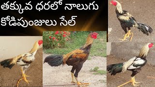 sale4Kodi punjulu sale 4 పుంజులు సేల్viralvideo [upl. by December]