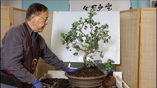 How to bonsai a Ginkgo Biloba from nursery stock part 6 Selecting the pot and planting your tree [upl. by Nesyrb674]