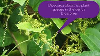 Dioscorea glabra [upl. by Brandise]