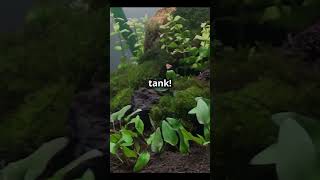 Must Have Plants for a Stunning Aquarium [upl. by Avert]