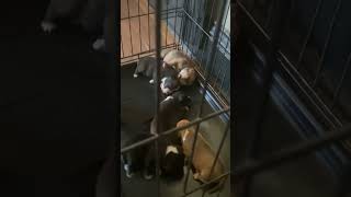 Puppies second litter dogs family shorts bullybreed puppies needsupport [upl. by Elpmid]