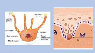 Lecture152 Acquired Pigmentary Disorders Part I Rooks Chapter 88 [upl. by Bratton]