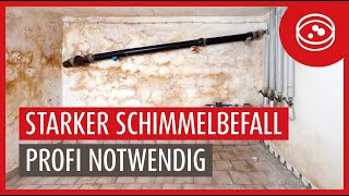 Kellersanierung bei einem über 50 Jahren alten Haus  Extremer Schimmelbefall [upl. by Fowle250]