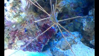 How to prevent and eliminate reef tank pests  Bristle Worm  Simple Saltwater Aquarium [upl. by Anyahs]