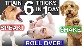 How to Train your Puppy 6 Tricks in 1 Day [upl. by Eitak]