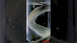 Reaction of Silver nitrate with copper wire chem experiment Shorts [upl. by Yanel]