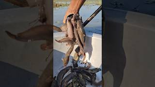 Unique fishing technique by plastic pipe trap  Fish video  part1 shorts shortsfeed fishing [upl. by Raddie392]