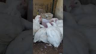 Chronic Respiratory Disease in Broiler Chicken [upl. by Niwle]