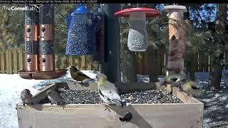 Redpolls Have Lunch With Evening Grosbeaks – April 10 2019 [upl. by Yslehc]