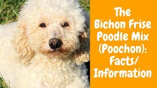 The Bichon Frise Poodle Mix Poochon FactsInformation [upl. by Novoj534]