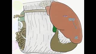 Bovine Omentum [upl. by Sobmalarah]